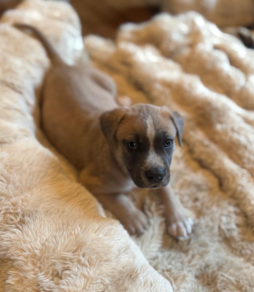 Enlarge Henri kna Tater, a Adopted mixed breed in Indianola, IA image 3/4