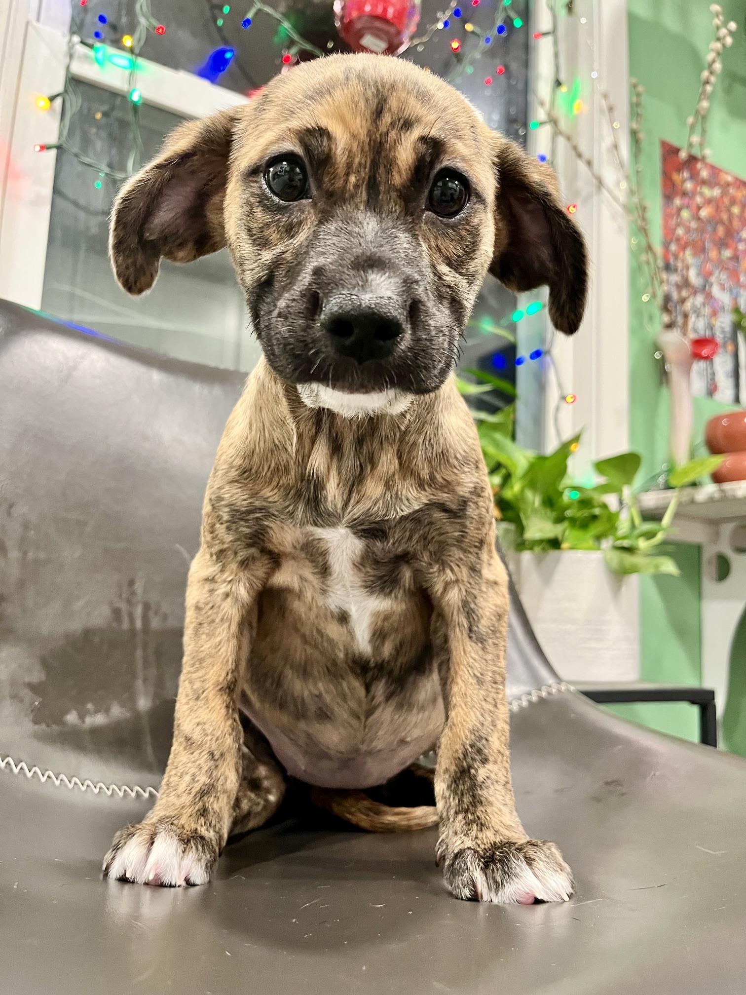 Clea, an adopted mixed breed in Minneapolis, MN image 1/4