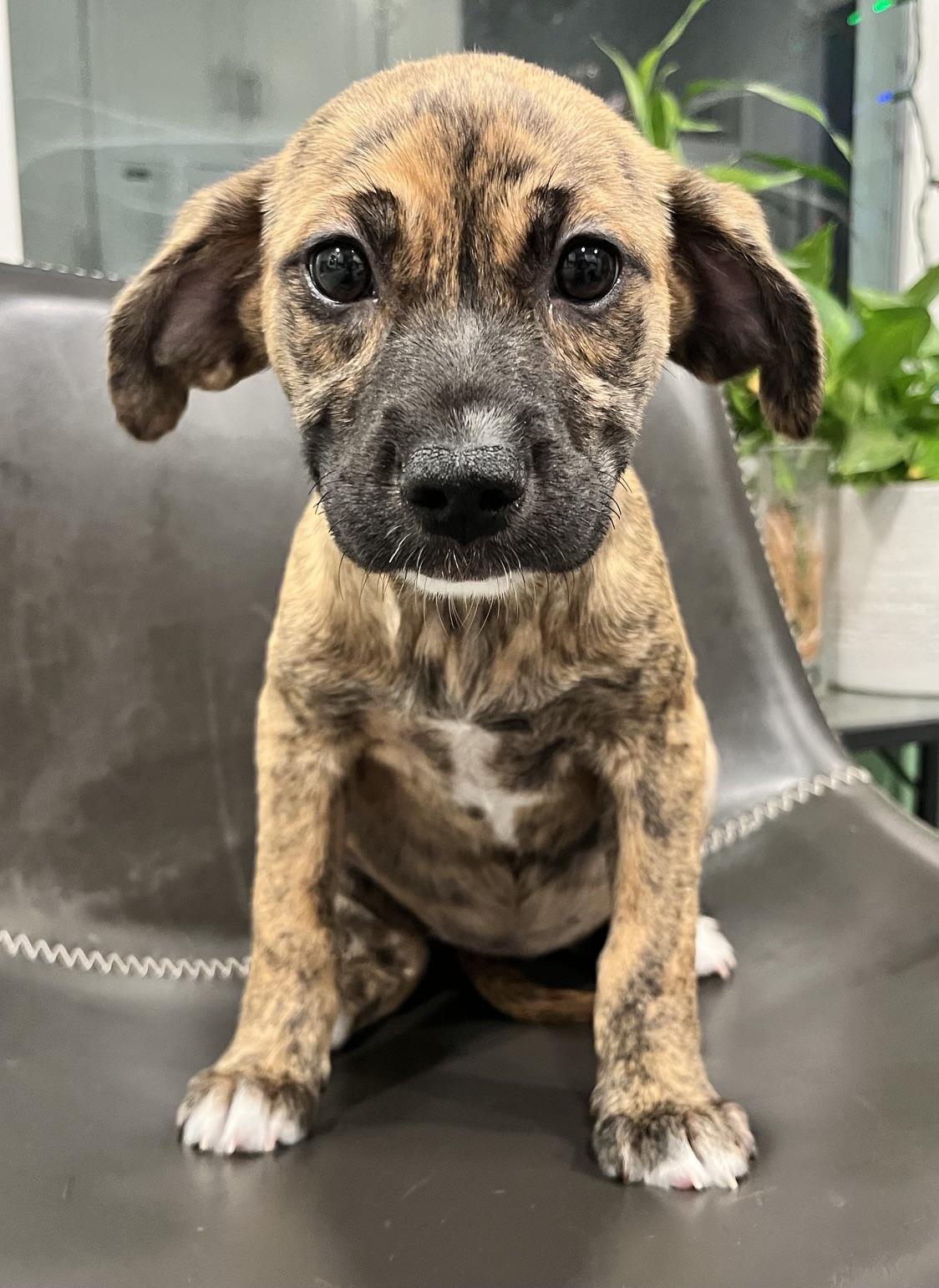 Clea, an adopted mixed breed in Minneapolis, MN image 2/4