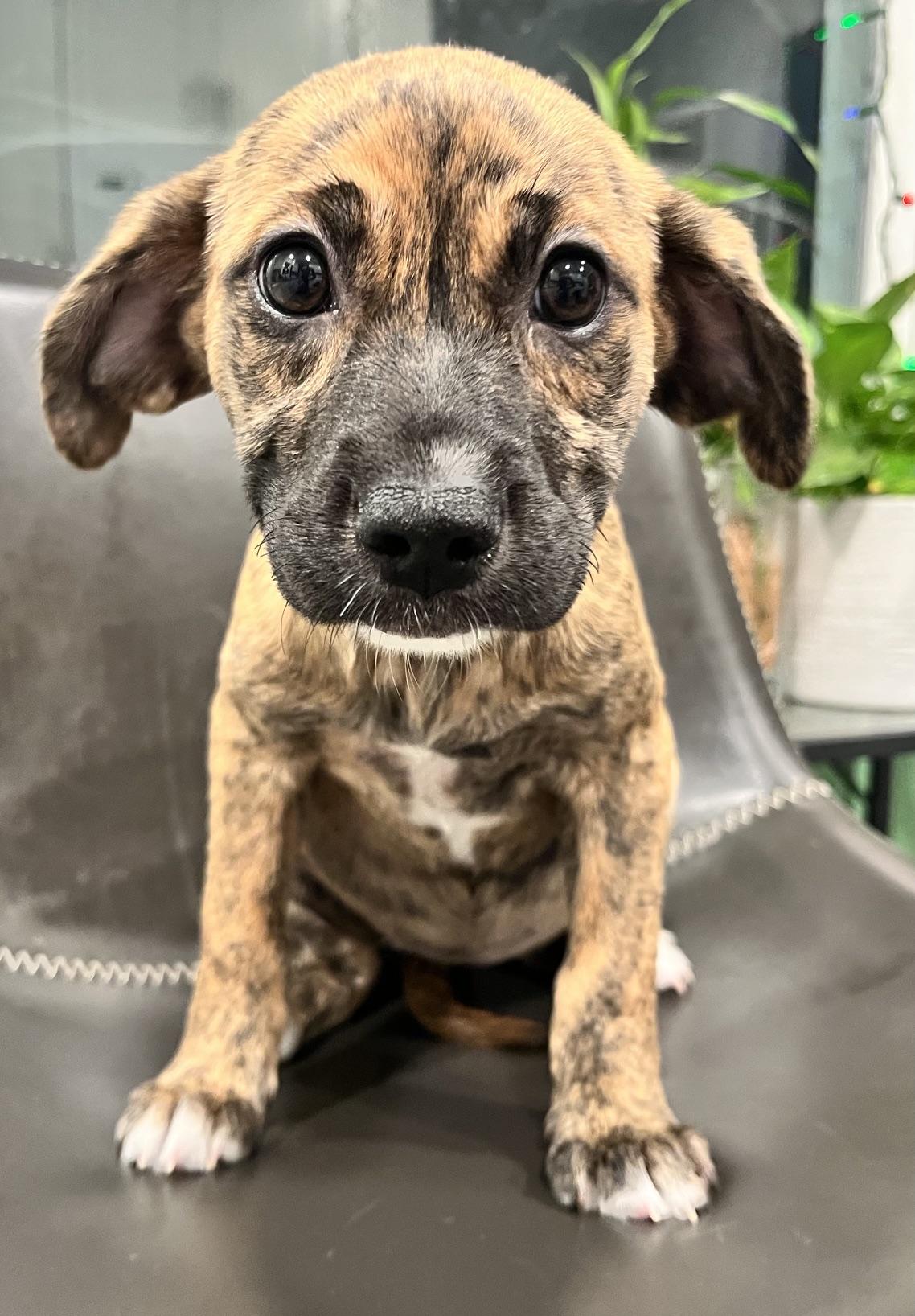 Clea, an adopted mixed breed in Minneapolis, MN image 3/4