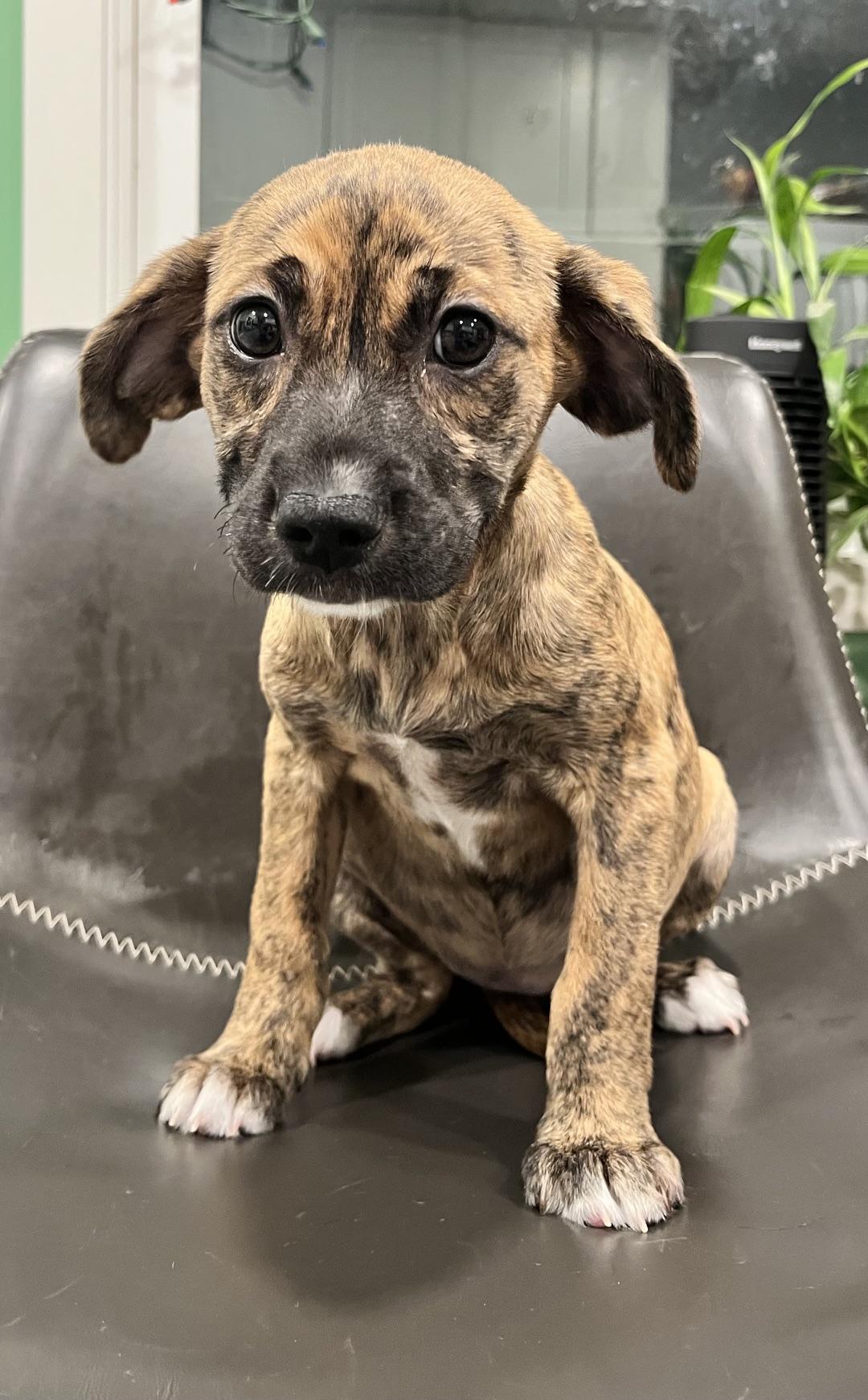 Clea, an adopted mixed breed in Minneapolis, MN image 4/4
