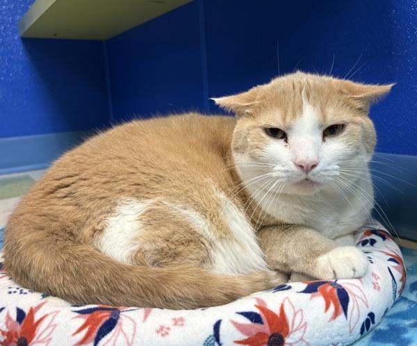 Enlarge Tony, a Adoptable mixed breed in Sioux City, IA image 1/5