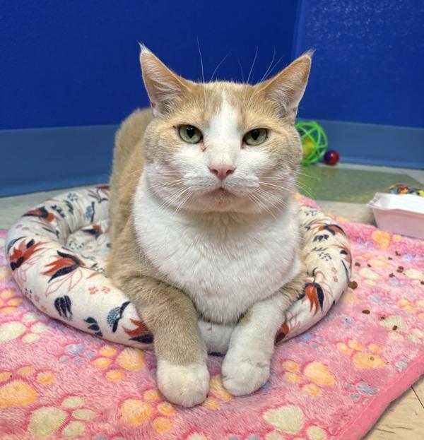 Tony, Adoptable, Adult Male Domestic Short Hair.