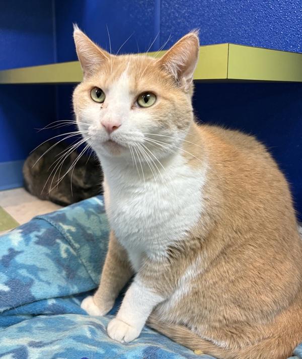 Enlarge Tony, a Adoptable mixed breed in Sioux City, IA image 3/6