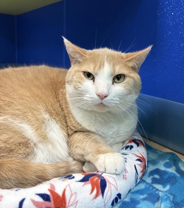 Enlarge Tony, a Adoptable mixed breed in Sioux City, IA image 2/5