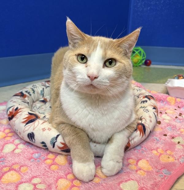 Enlarge Tony, a Adoptable mixed breed in Sioux City, IA image 4/6