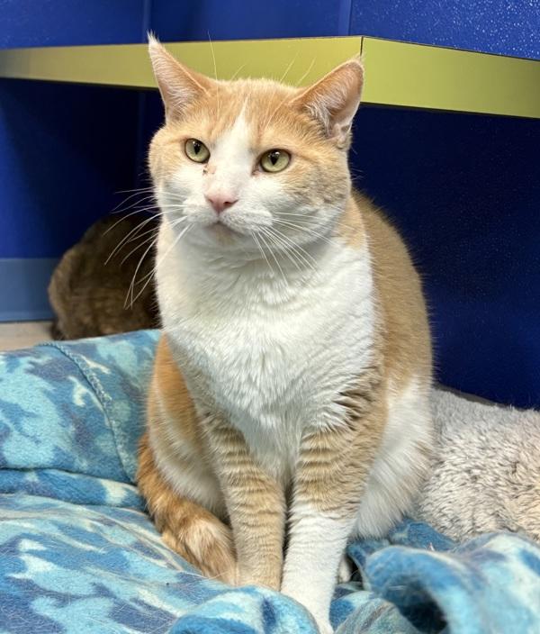 Enlarge Tony, a Adoptable mixed breed in Sioux City, IA image 5/6