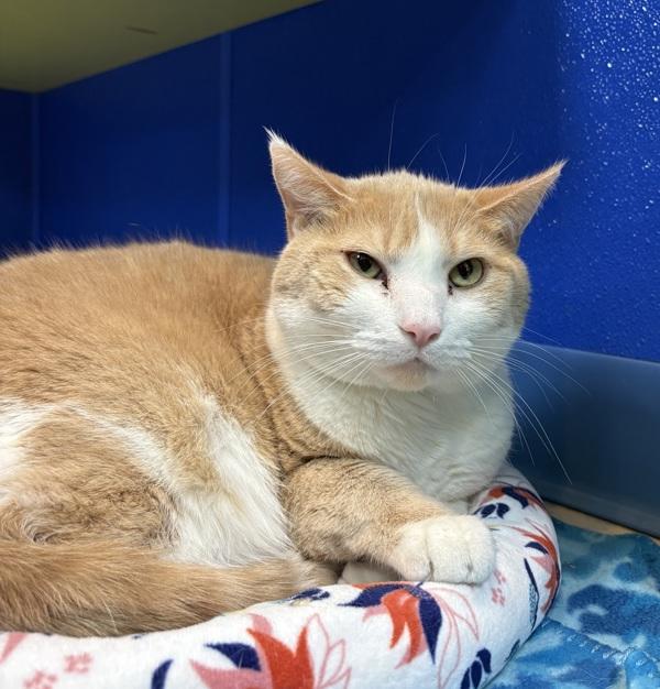 Enlarge Tony, a Adoptable mixed breed in Sioux City, IA image 3/5