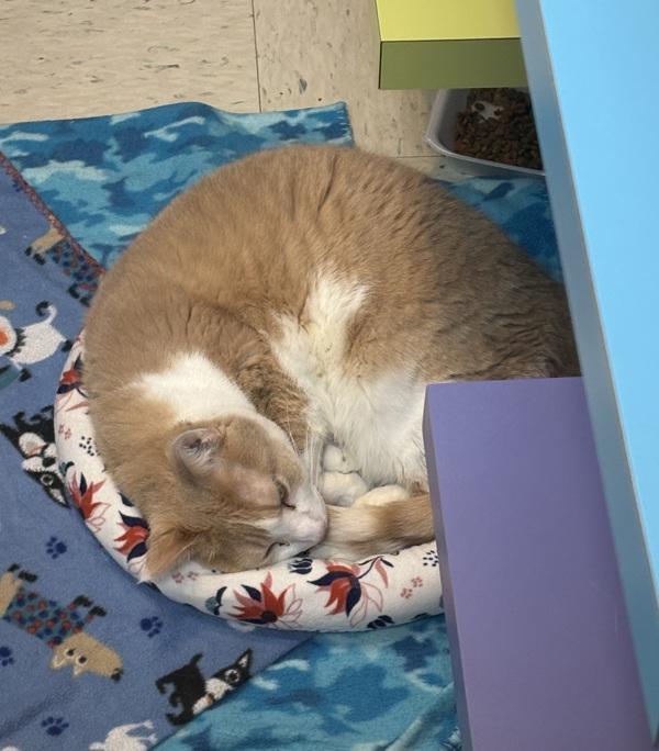 Enlarge Tony, a Adoptable mixed breed in Sioux City, IA image 4/5