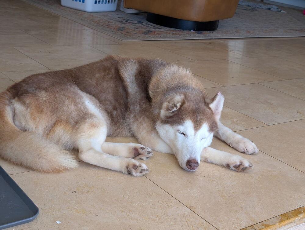 Enlarge Sammy, a Adoptable Siberian Husky in Brookeville, MD image 2/5