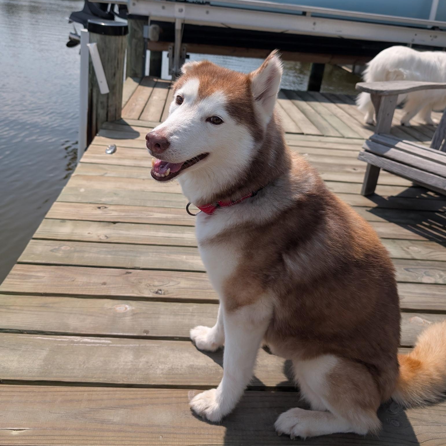 Enlarge Sammy, a Adoptable Siberian Husky in Brookeville, MD image 3/5