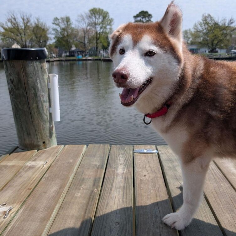 Sammy, Adoptable, Adult Female Siberian Husky.