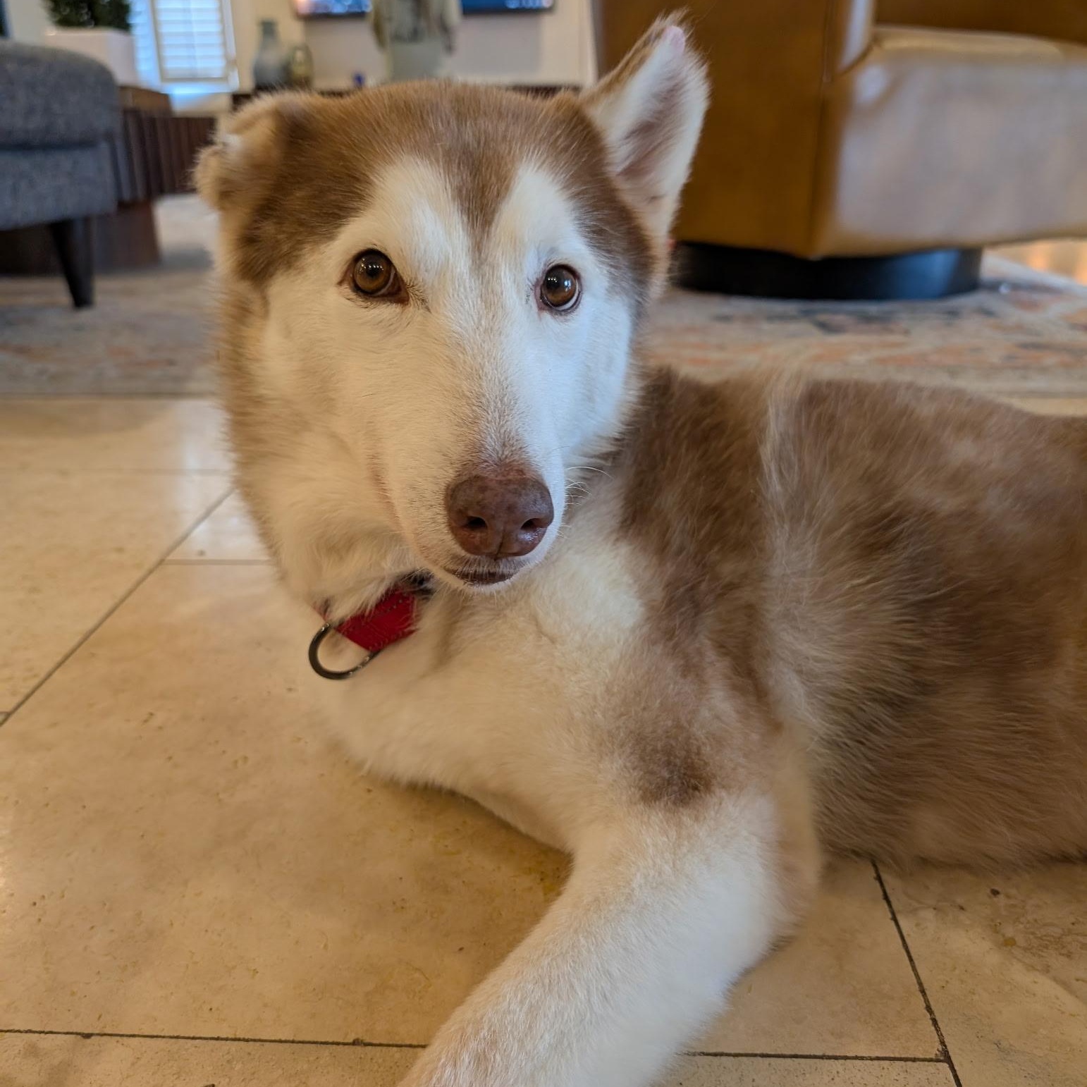 Enlarge Sammy, a Adoptable Siberian Husky in Brookeville, MD image 5/5