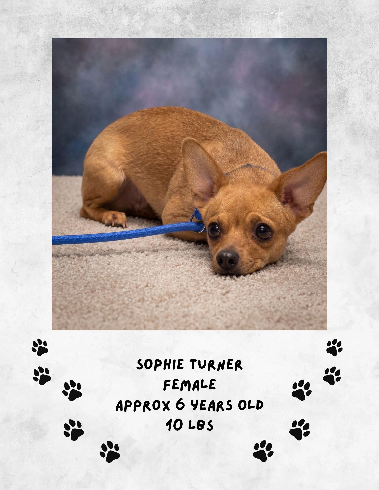 Enlarge Sophie Turner, a Adoptable Chihuahua in Las Vegas, NM image 1/1