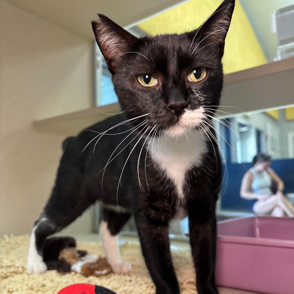 Enlarge Pirate, a Adoptable Domestic Short Hair in Galveston, TX image 1/2