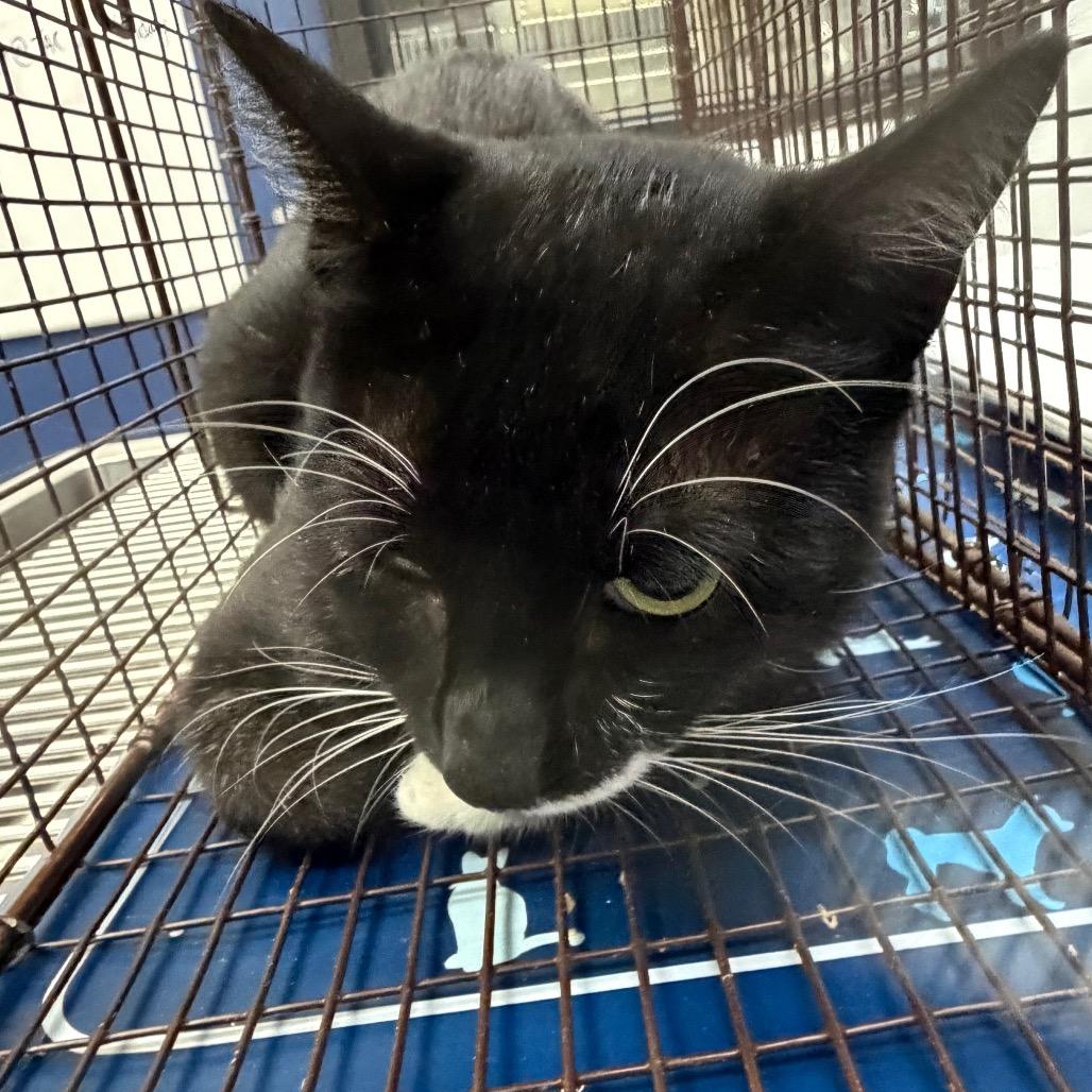 Enlarge Pirate, a Adoptable Domestic Short Hair in Galveston, TX image 2/2