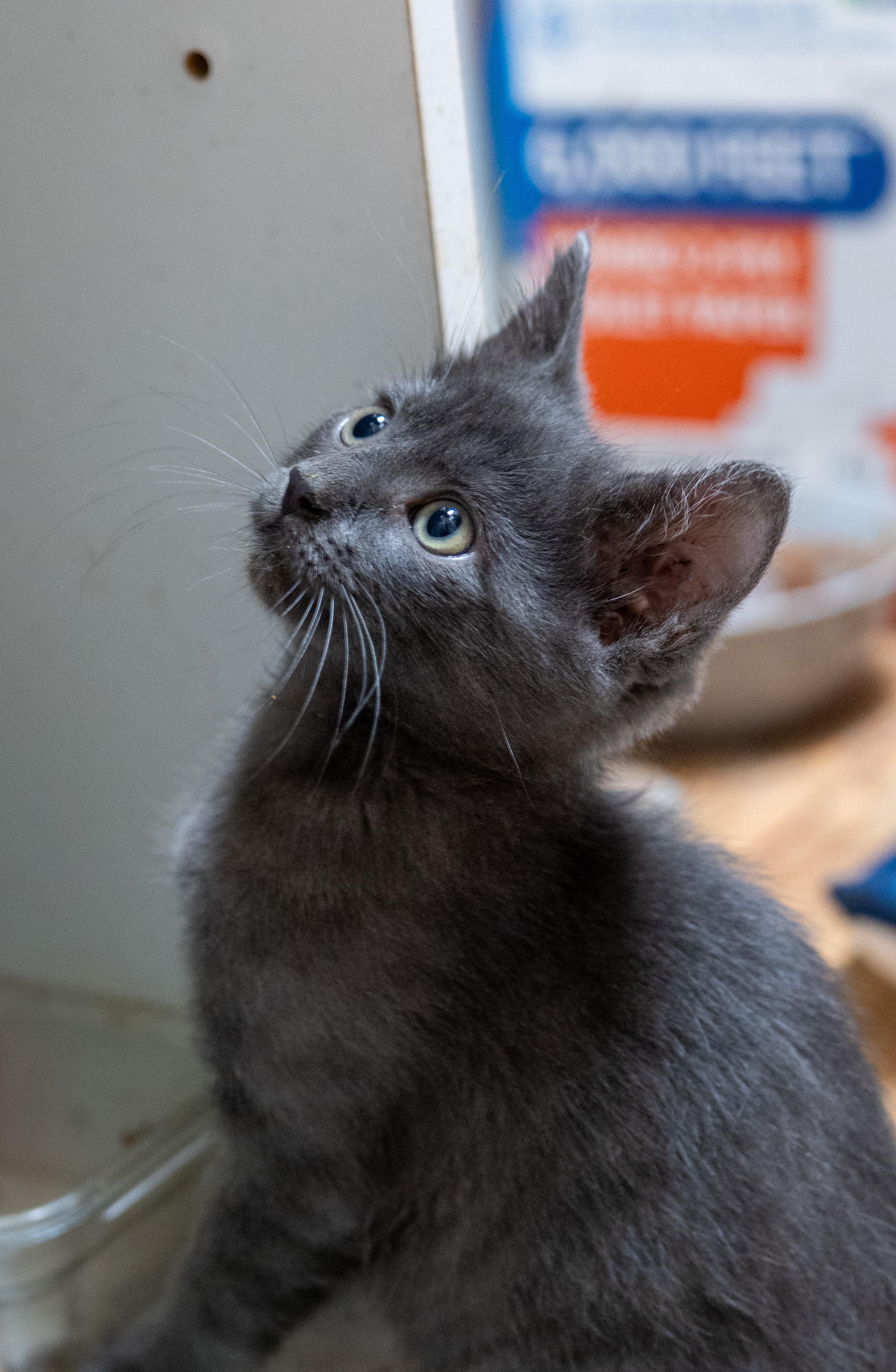 Enlarge Waffle, an adopted Domestic Medium Hair in Roanoke, VA image 5/6