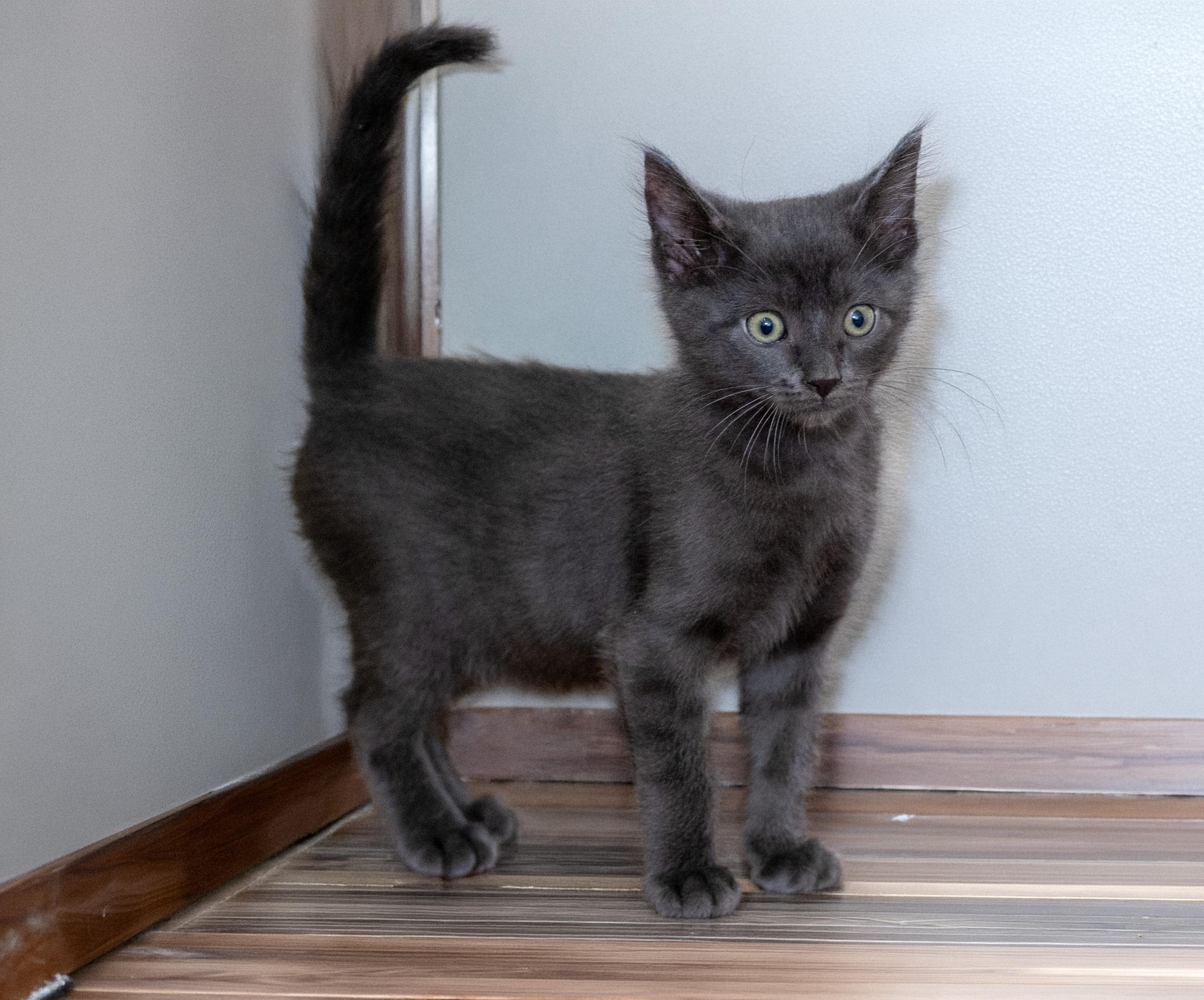 Enlarge Waffle, an adopted Domestic Medium Hair in Roanoke, VA image 4/6