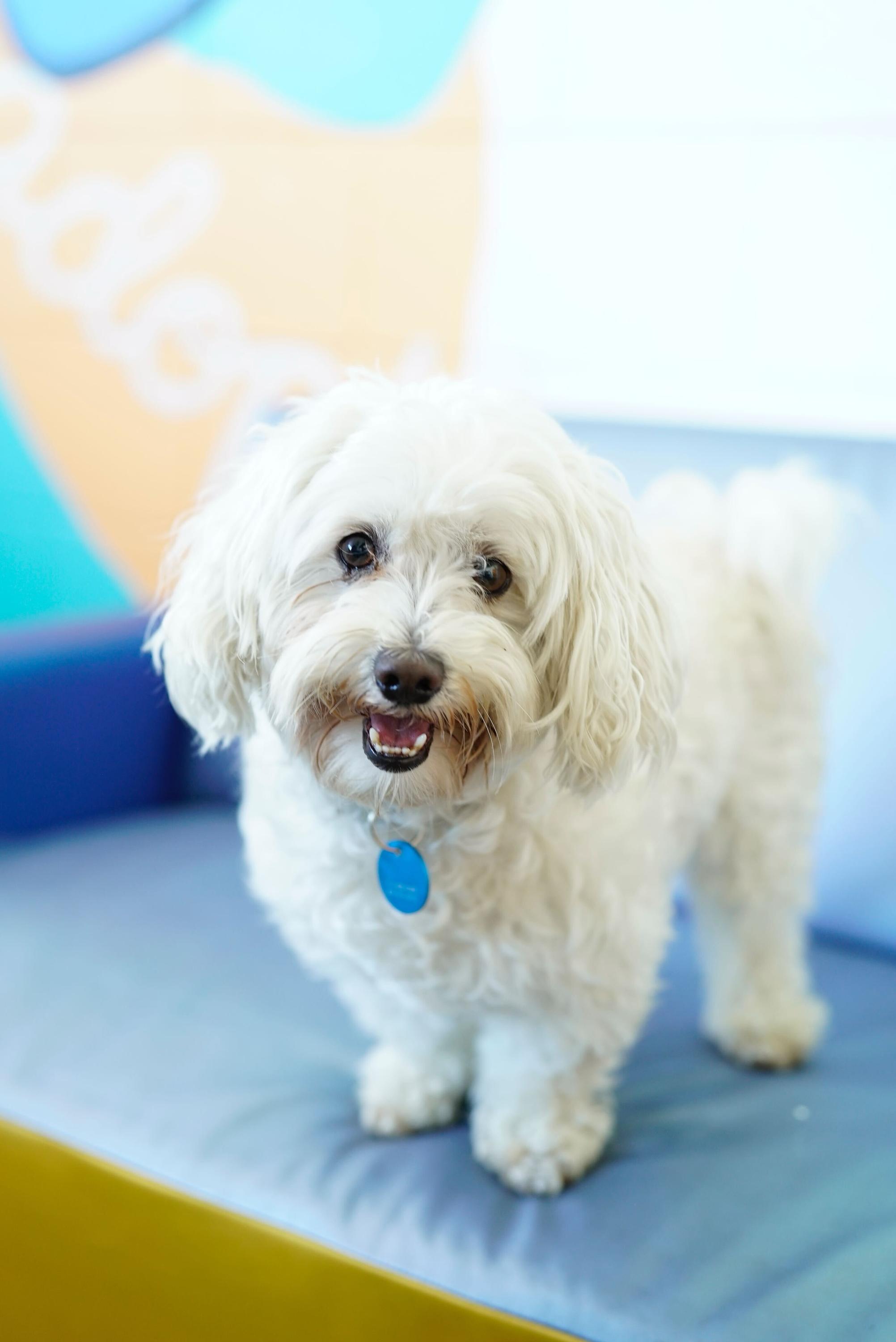 Enlarge Brody, an adopted mixed breed in Pasadena, CA image 4/5