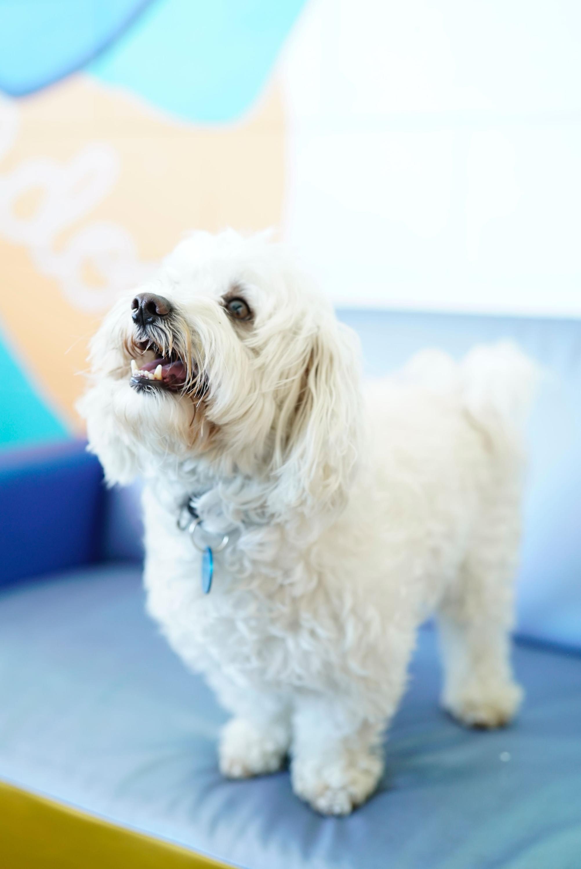 Enlarge Brody, an adopted mixed breed in Pasadena, CA image 5/5