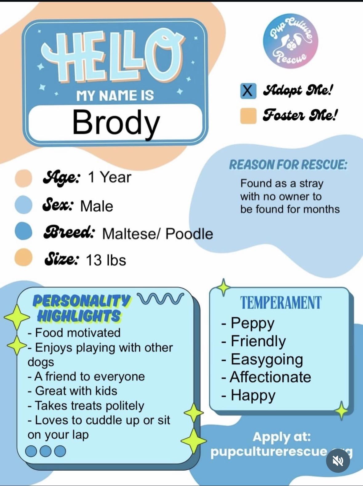 Enlarge Brody, an adopted mixed breed in Pasadena, CA image 2/5