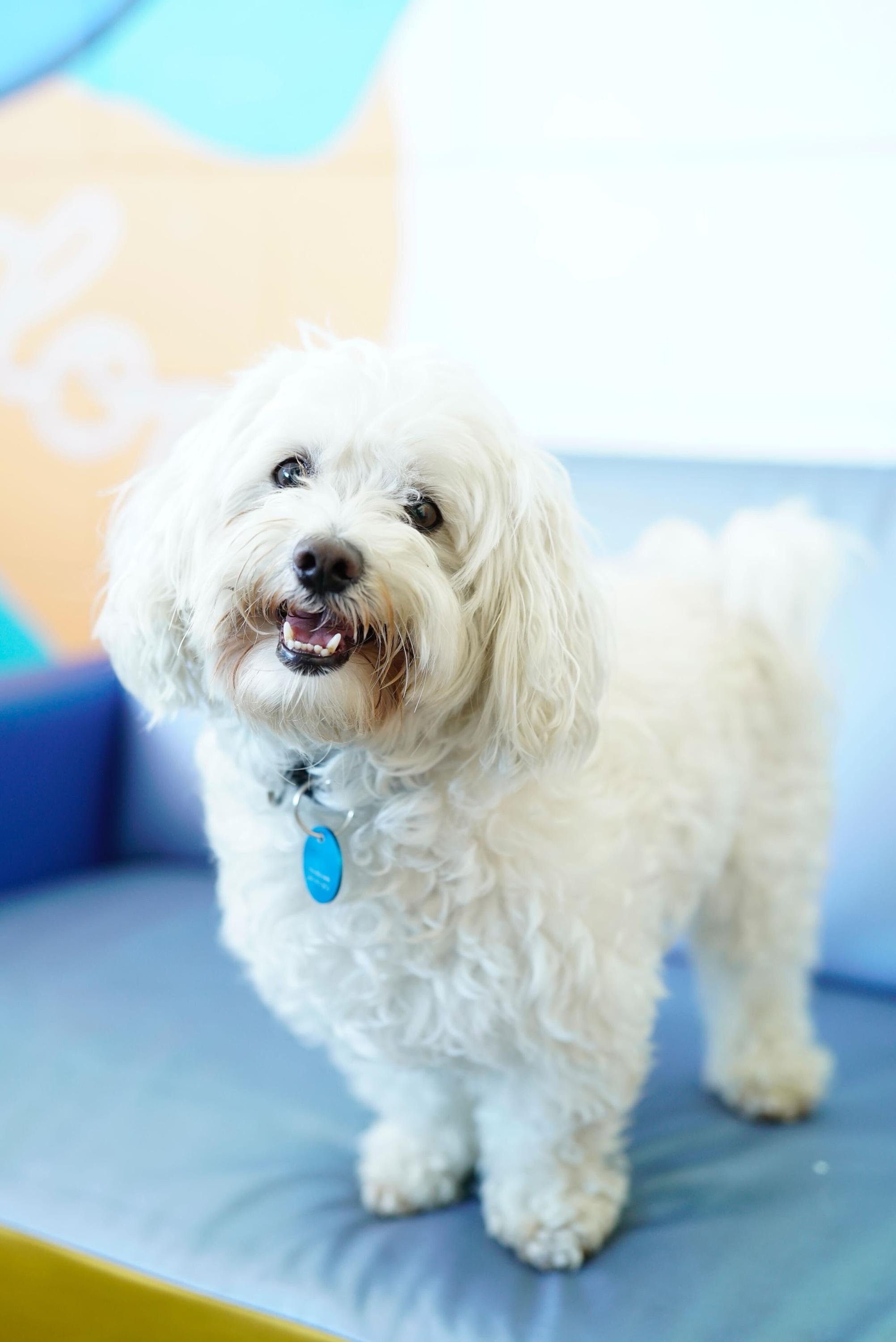 Enlarge Brody, an adopted mixed breed in Pasadena, CA image 1/5
