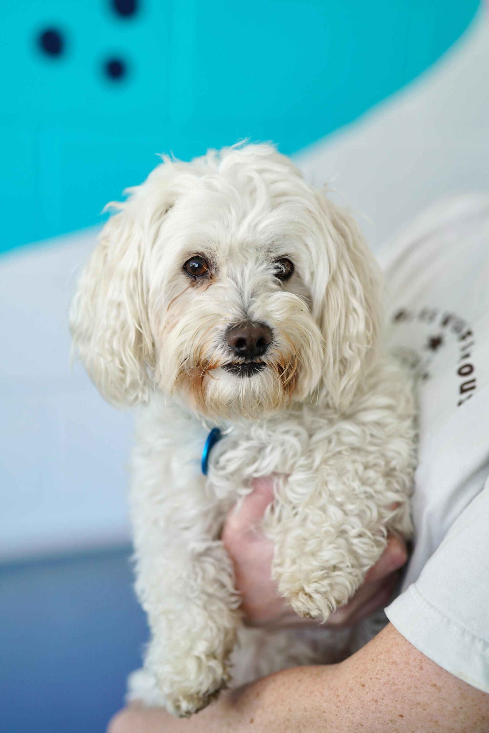 Enlarge Brody, an adopted mixed breed in Pasadena, CA image 3/5