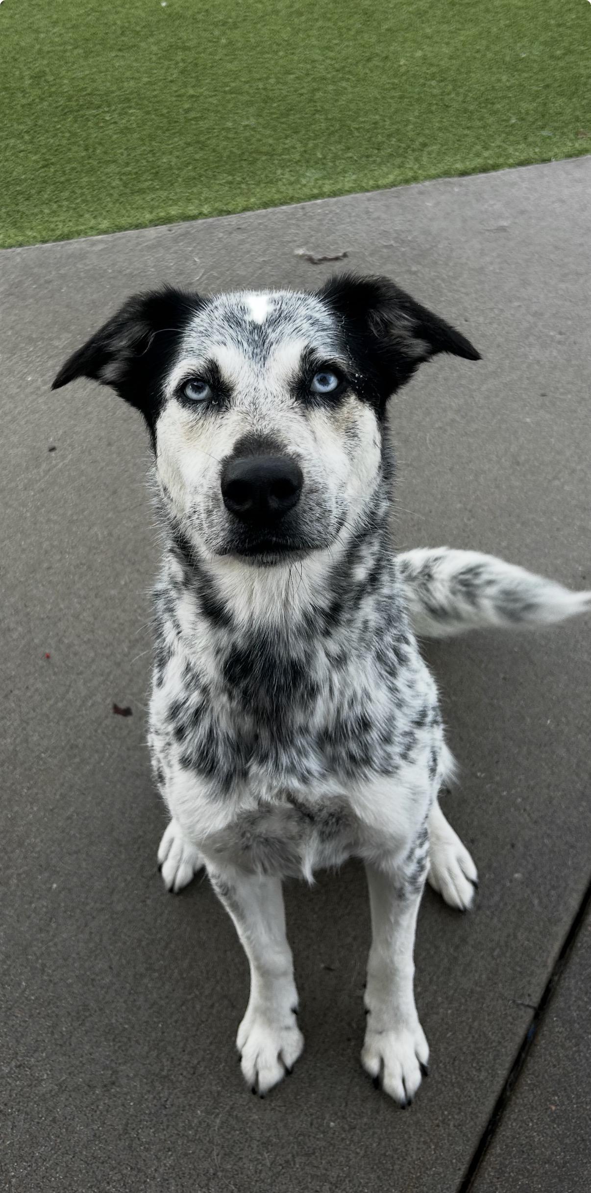 Enlarge Asoka, a ADOPTABLE mixed breed in Littleton, CO image 1/2