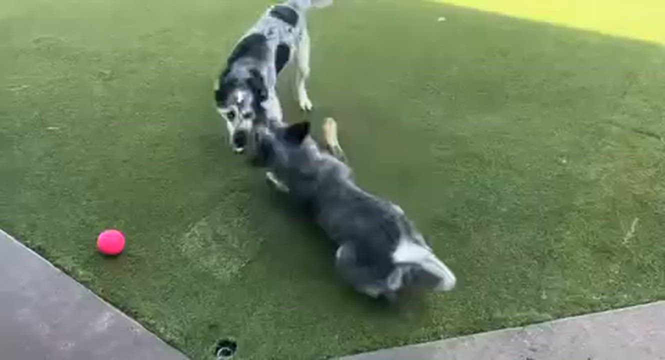 Enlarge Asoka, a ADOPTABLE mixed breed in Littleton, CO video 2/2