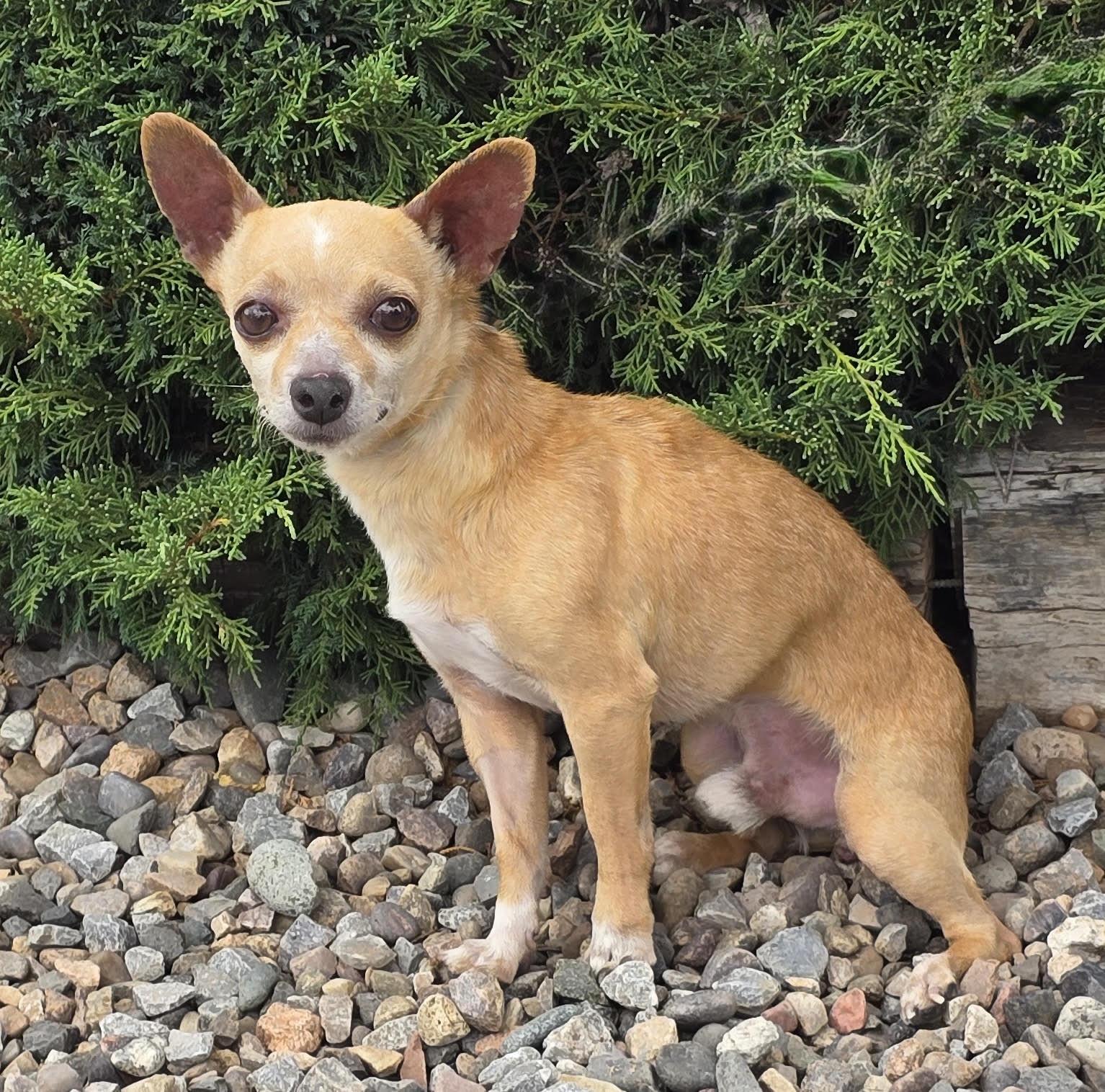 Jovial Lil Mr Jean-Luc - Charming Chill Chihuahua, Adoptable, Young Male Chihuahua.