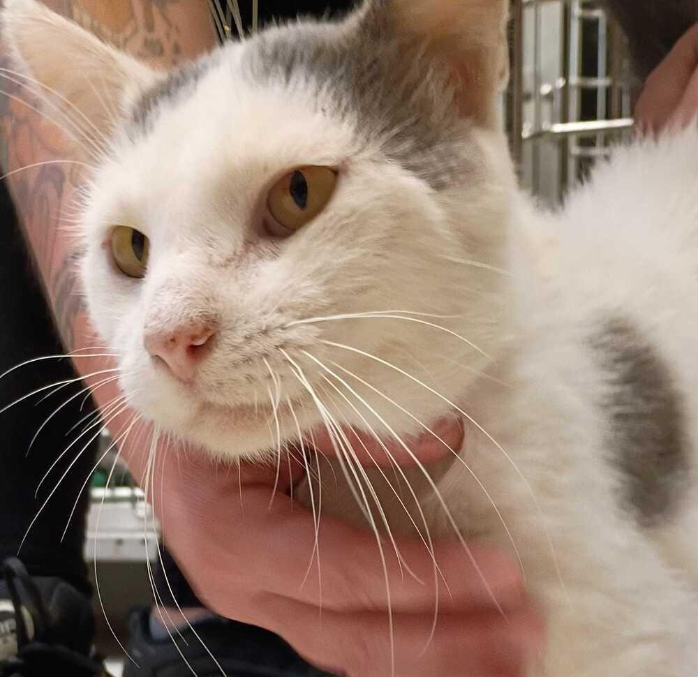 Enlarge Lobster, a Adoptable Domestic Short Hair in Bowling Green, OH image 1/1