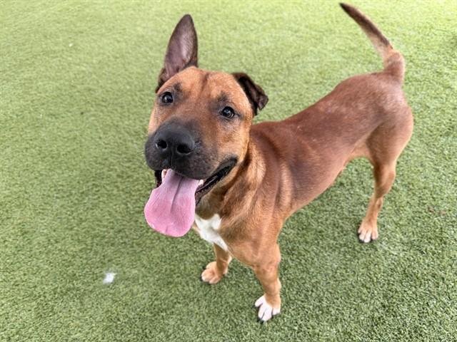 Enlarge KING, a Adoptable mixed breed in Garland, TX image 1/1
