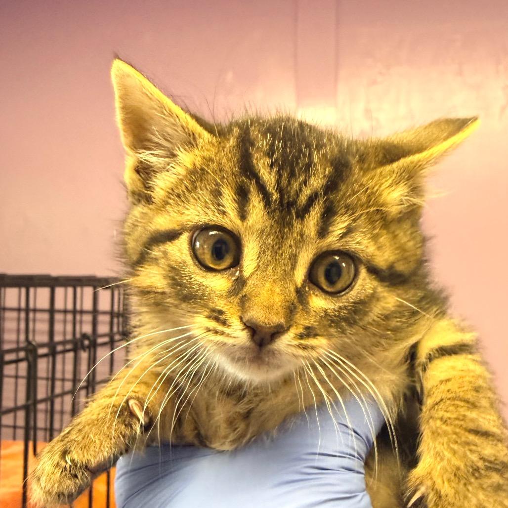 Enlarge Wasabi, a Adoptable mixed breed in Redwood Valley, CA image 1/1