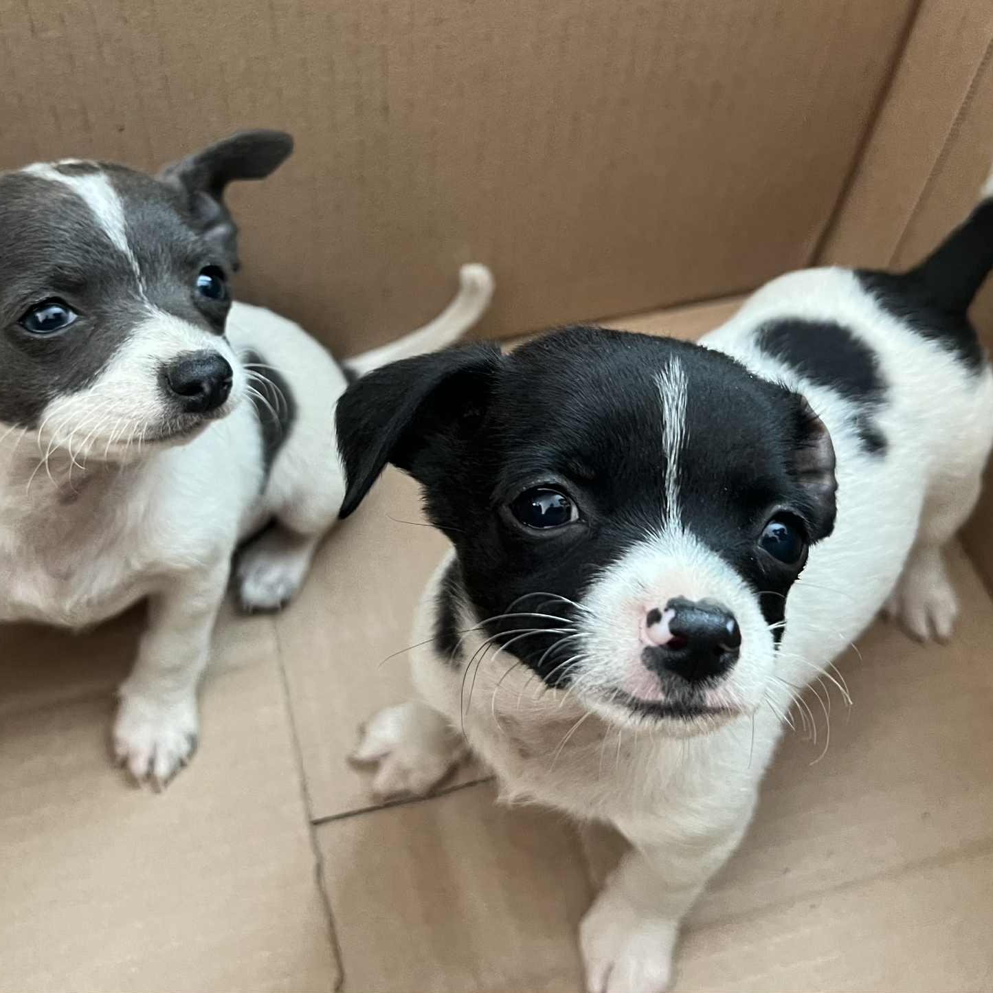 Enlarge Timmy, an adopted mixed breed in Antioch, CA image 4/6