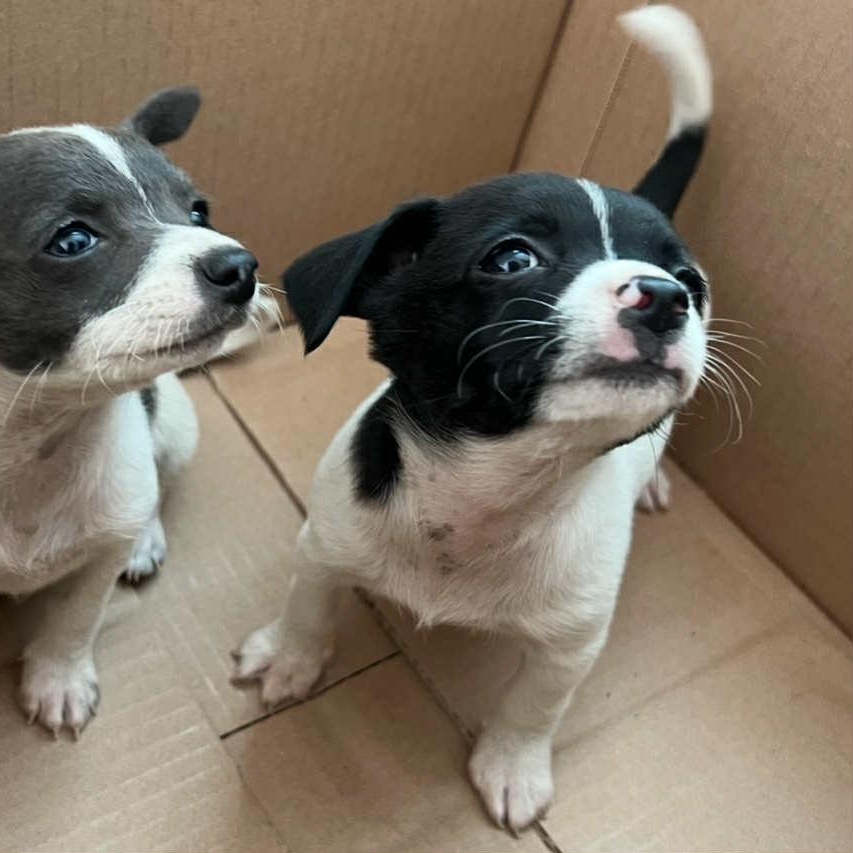 Enlarge Timmy, an adopted mixed breed in Antioch, CA image 5/6