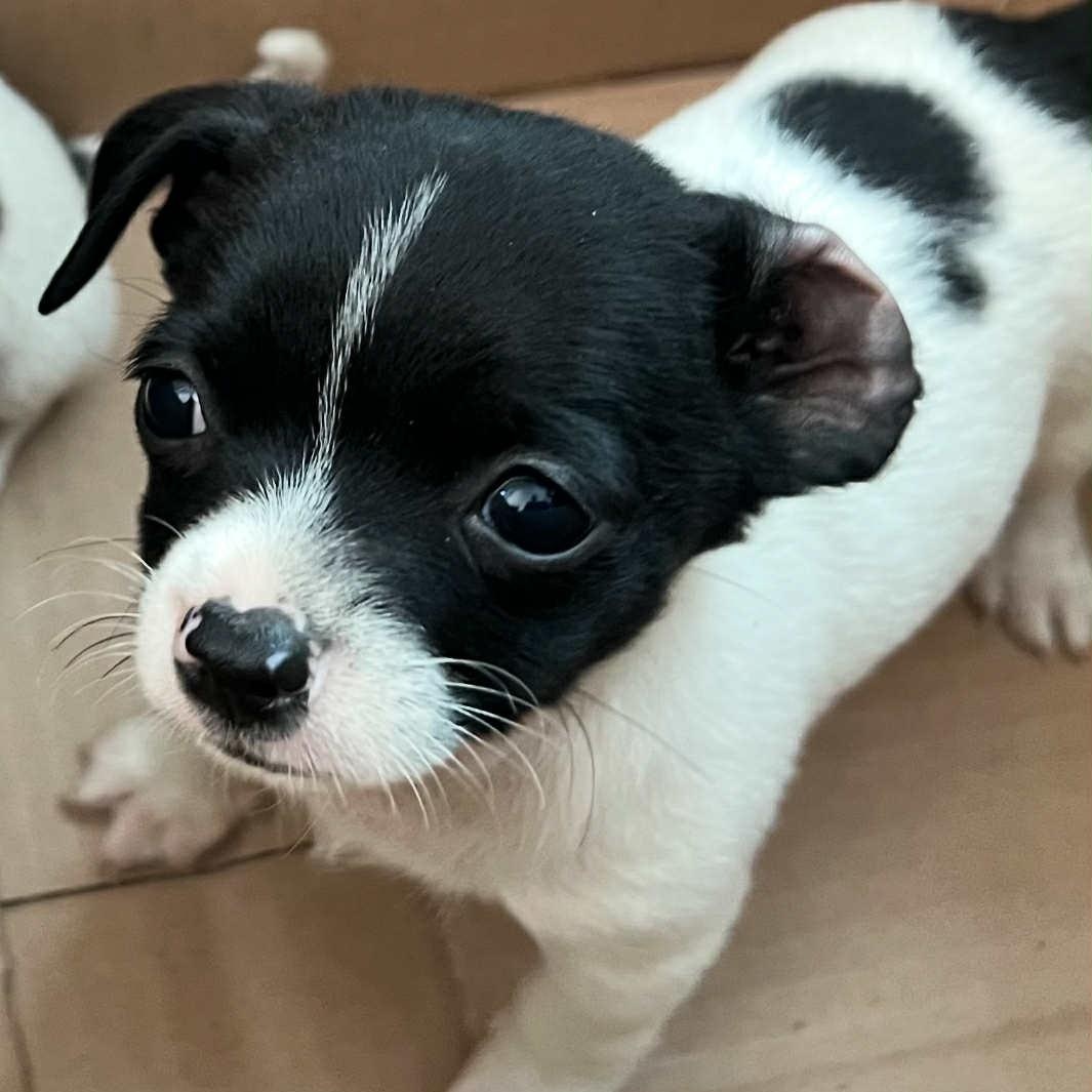 Enlarge Timmy, an adopted mixed breed in Antioch, CA image 6/6