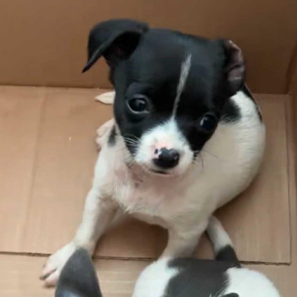 Enlarge Timmy, an adopted mixed breed in Antioch, CA image 2/6