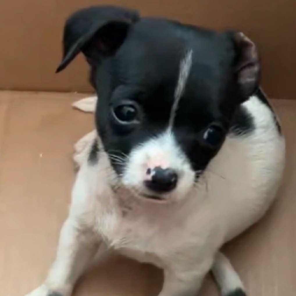 Enlarge Timmy, an adopted mixed breed in Antioch, CA image 3/6