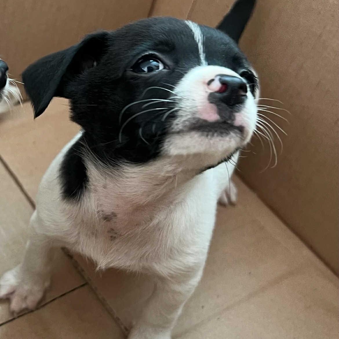 Enlarge Timmy, an adopted mixed breed in Antioch, CA image 1/6