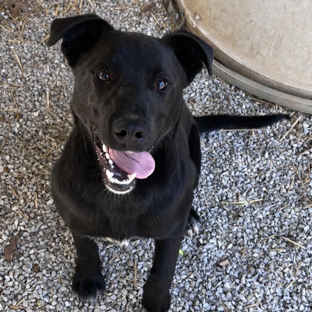 Gator, Adoptable, Adult Male Shepherd & Mixed Breed.
