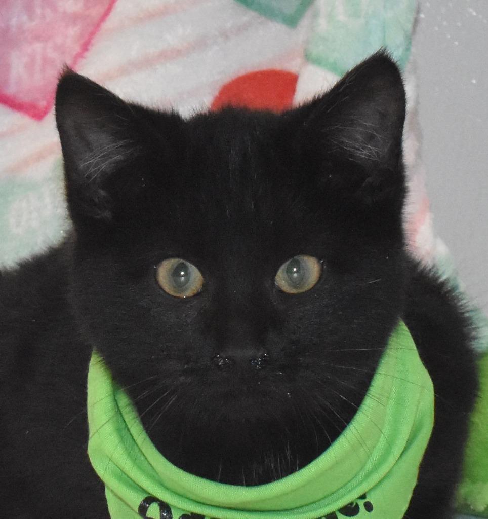 Cupid, Adoptable, Young Male Domestic Short Hair.