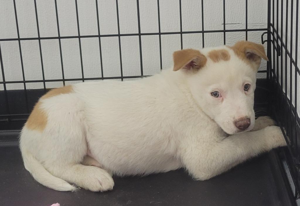 LG- JP, Adoptable, Puppy Male Shepherd & Mixed Breed.