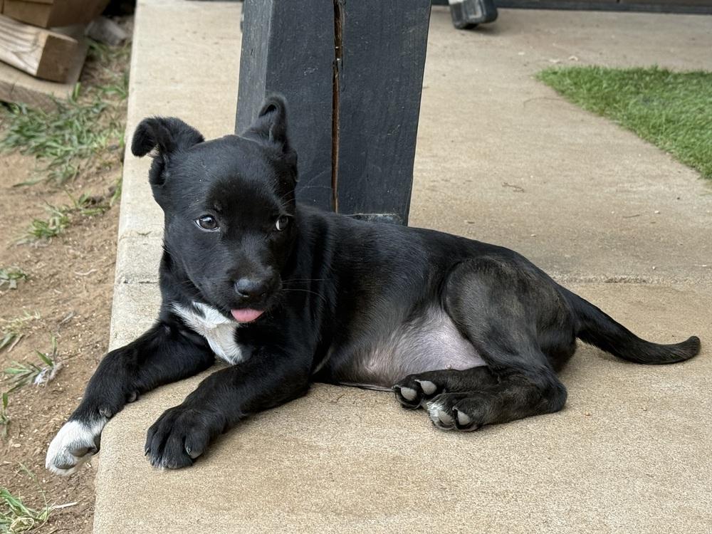 Kelly, Adoptable, Young Female Labrador Retriever & Shepherd.
