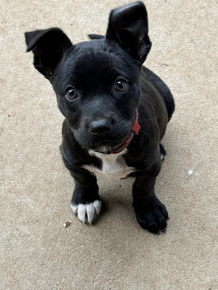 Kelly, a Adoptable mixed breed in Aurora, CO image 5/5