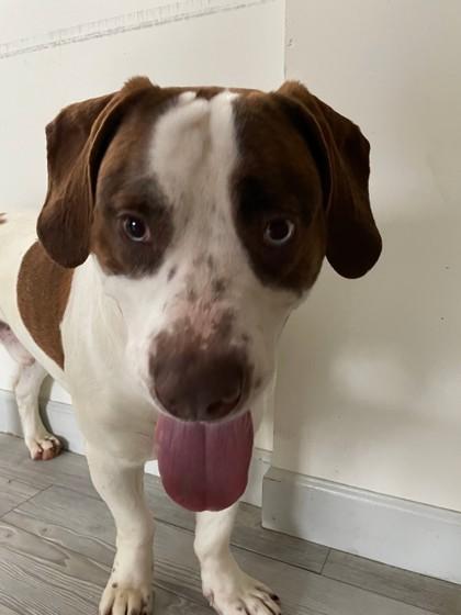 Enlarge Homer, a ADOPTABLE mixed breed in South Bend, IN image 2/3