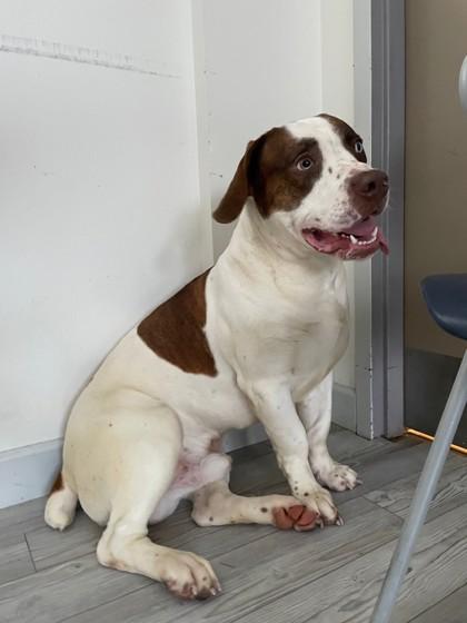 Enlarge Homer, a ADOPTABLE mixed breed in South Bend, IN image 3/3