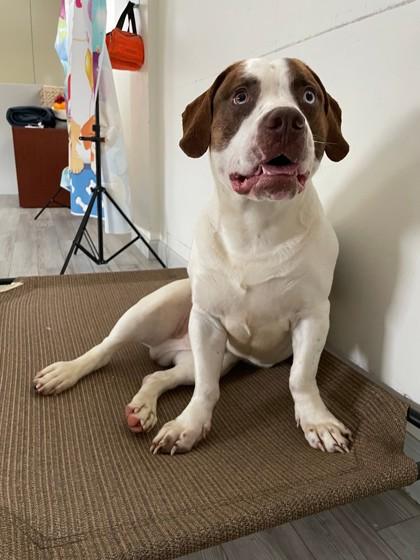 Enlarge Homer, a ADOPTABLE mixed breed in South Bend, IN image 1/3