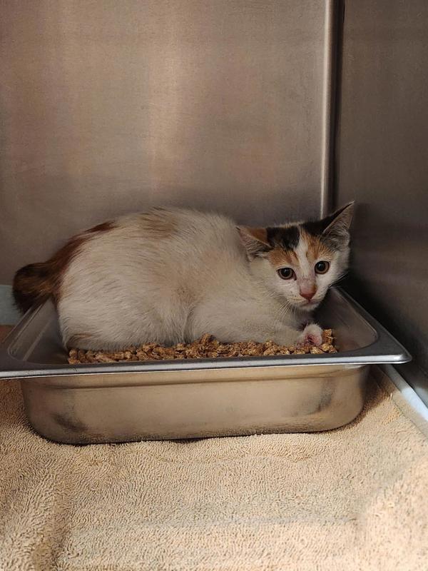 Ms. Frizzle, Adoptable, Kitten Female Domestic Short Hair.
