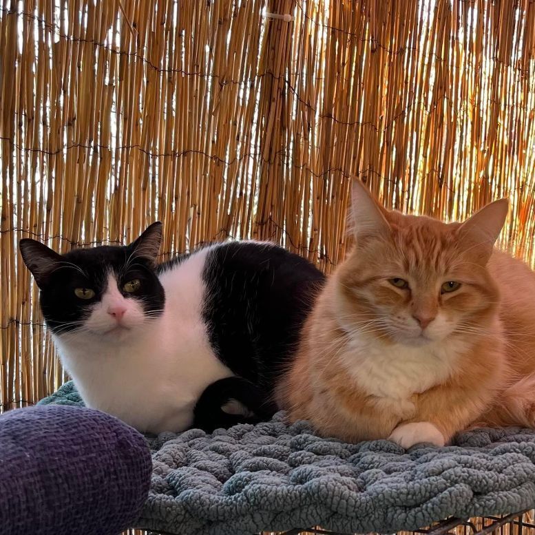 Cosmo, a Adoptable Domestic Short Hair in St. George, UT image 1/12