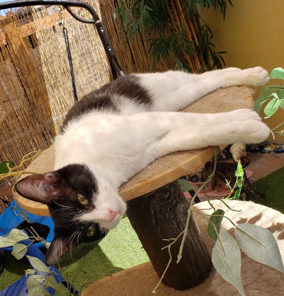 Cosmo, a Adoptable Domestic Short Hair in St. George, UT image 2/12